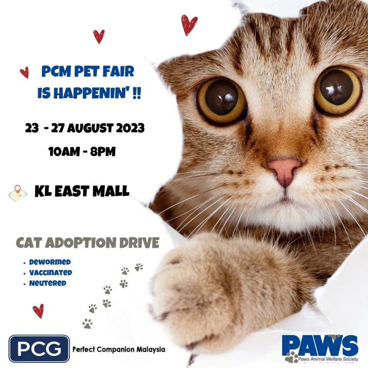 Hello Everyone Come Visit Our Cat Adoption Drive I..