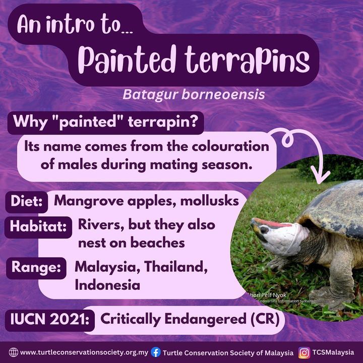 Are You Familiar With The Painted Terrapin? With T..