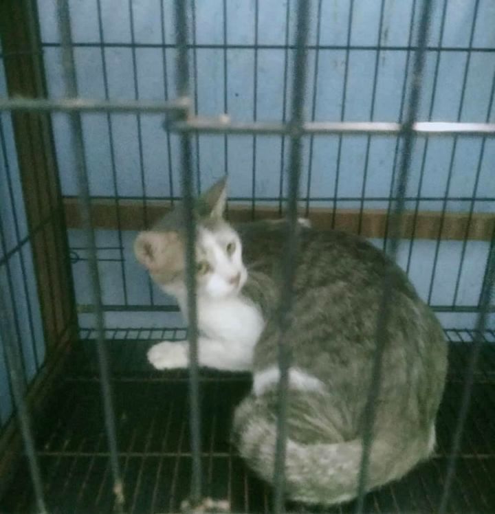 Tnrm Seremban – Another 2 Female Cats Were Caught ..