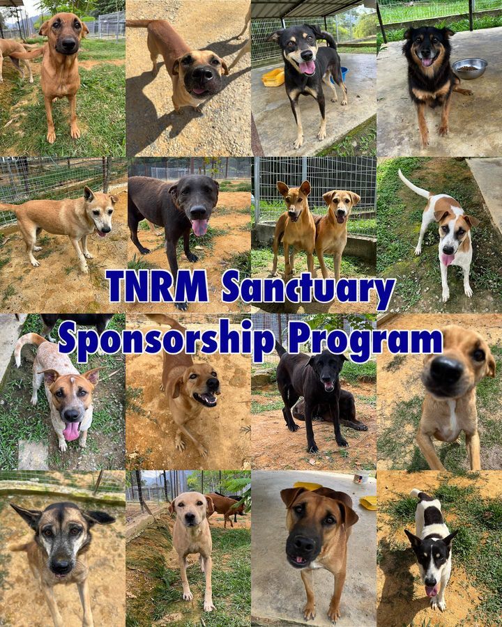 Join The Tnrm Sanctuary Sponsorship Program And Sp..