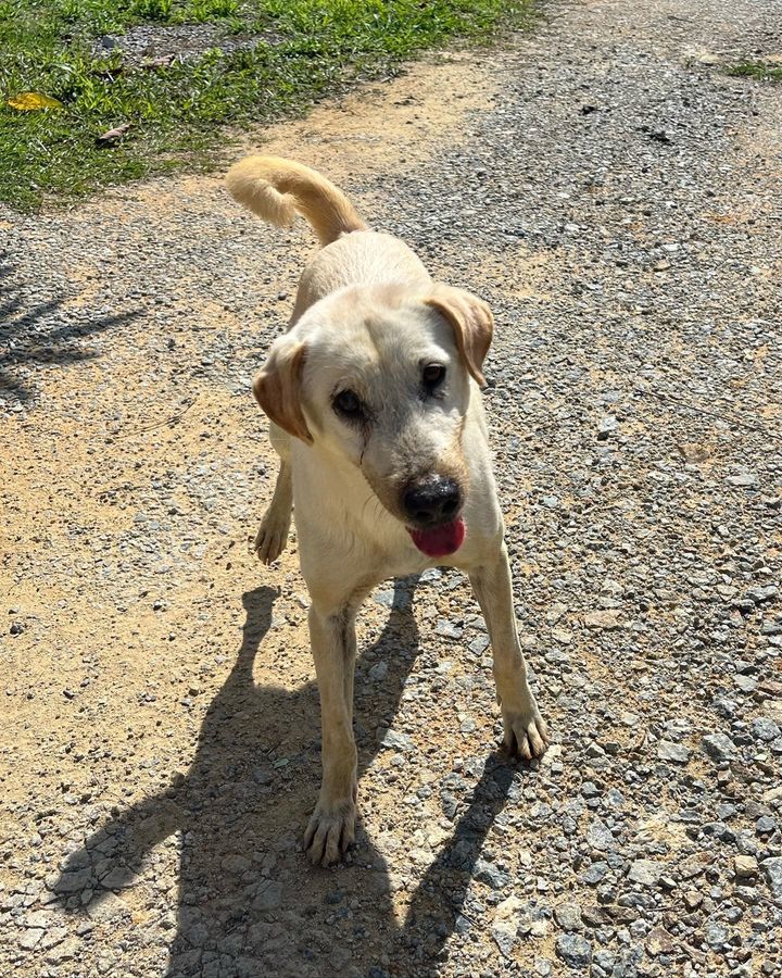 2 Snoopy Male 10 Years Old White Beige. Dont Let H..