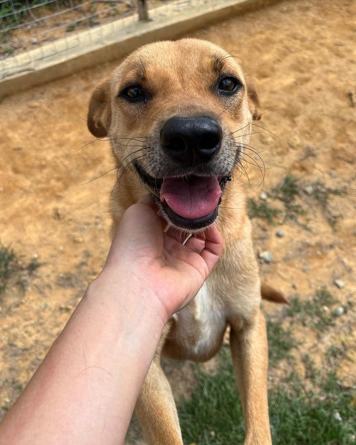 5 Taco Male 6 Years Old Brown. Taco Is A Gentle, S..