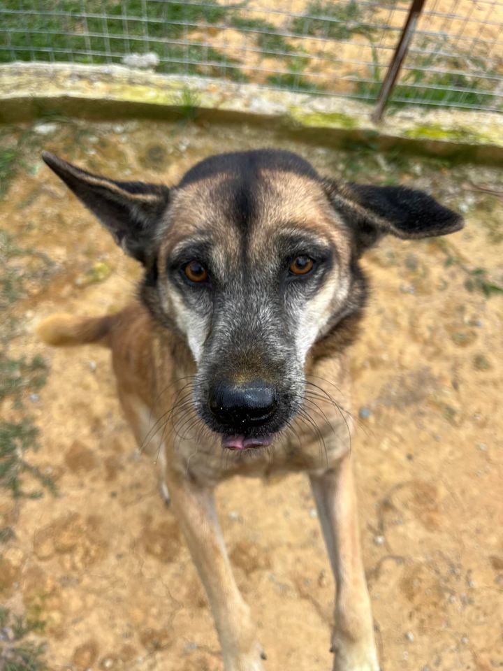 11 Ash Female 8 Years Old Brown. This Sweet Girl I..