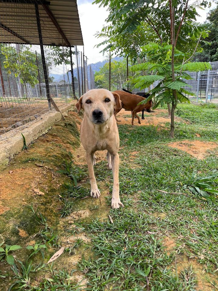 12 Goldie Female 6 Years Old Beige. Goldie Belongs..