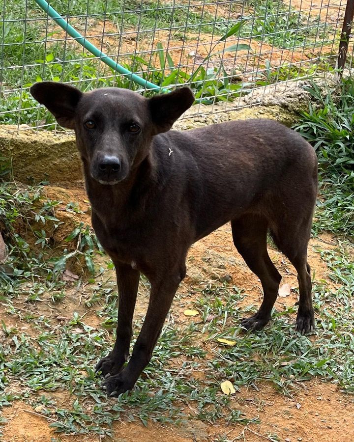 16 Ebony Female 7 Years Old Black. Shy And Elusive..