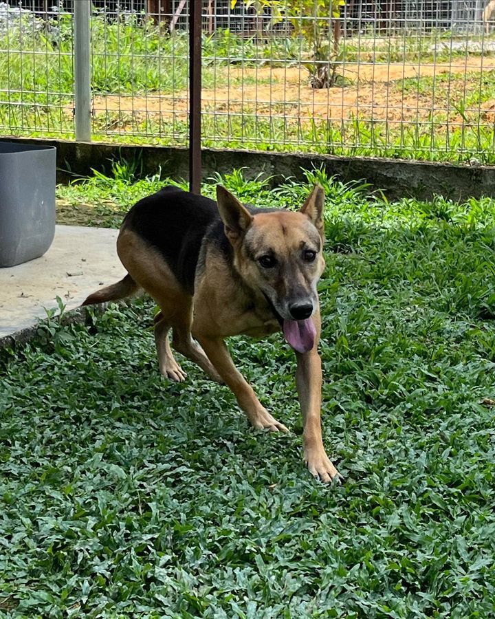 19 Gretel Female 4 Years Old Black Tan. This Spook..