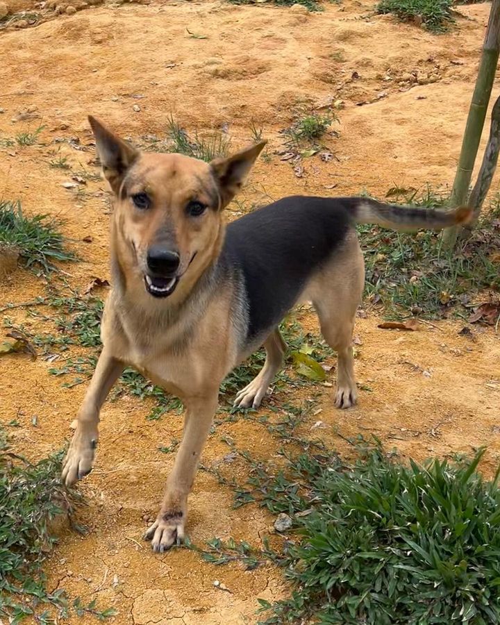 18 Hansel Male 4 Years Old Black Tan. This Hyperac..