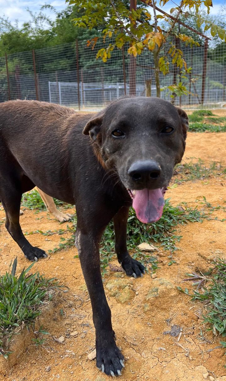 17 Stout Male 7 Years Old Black. This Friendly Pud..