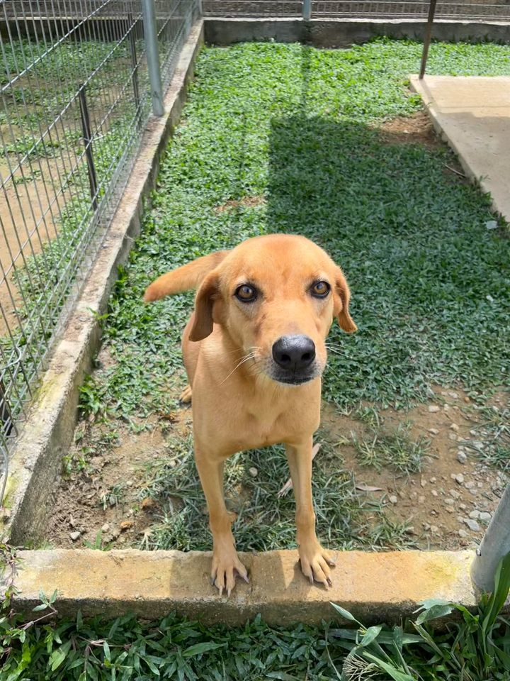 21 Chester Male 6 Years Old Brown. Named After His..