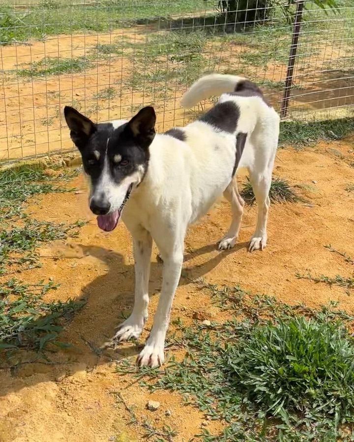 20 Oreo Female 6 Years Old Tricolor. Oreo Is A Hap..