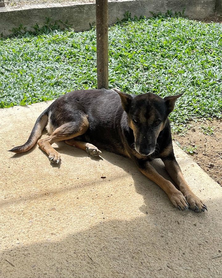 23 Brandy Female 7 Years Old Black Tan. Brandy Is ..