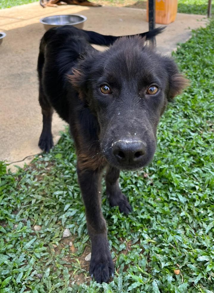 22 Balto Male 6 Months Old Black. Balto Is The You..