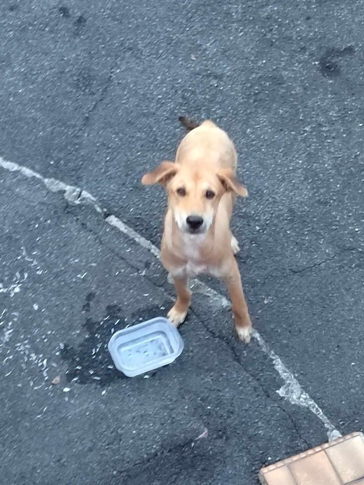 Beaitiful Dog, Probably Lost, Wandering In Lorong ..