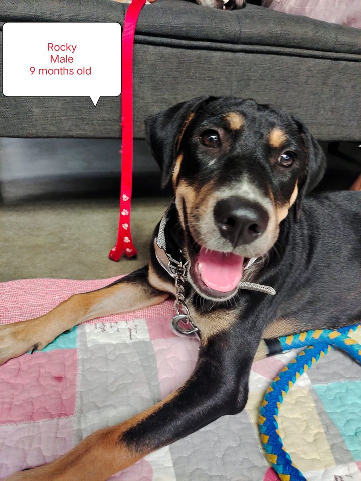 Message From Pauline. Rocky Bella For Adoption. Th..