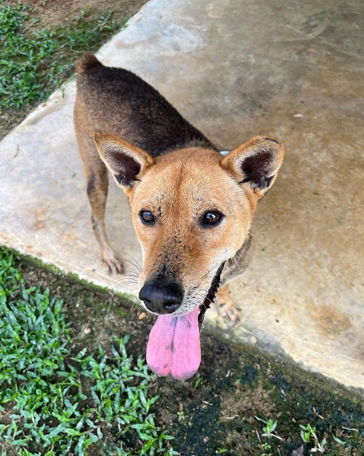 31 Oliver Male 8 Years Old Black Tan. Oliver Loves..