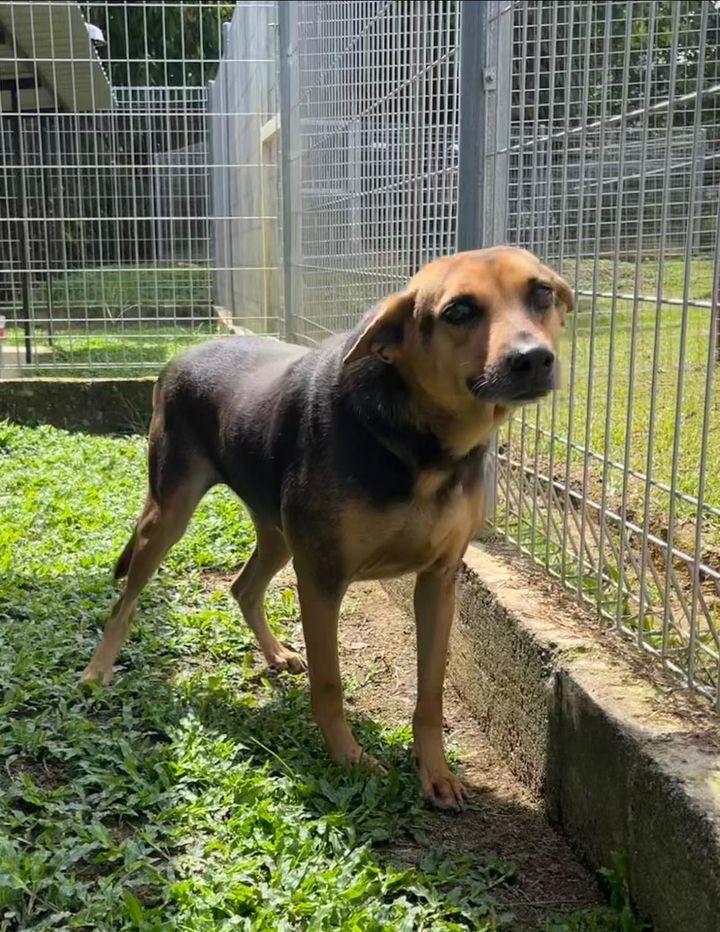 29 Tessie Female 7 Years Old Black Tan. Tessie Is ..