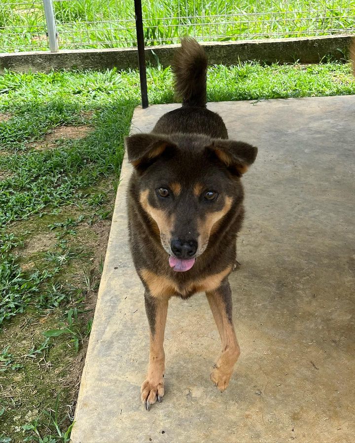 37 Fluffy Female 8 Years Old Brown Tan. Fluffy Is ..