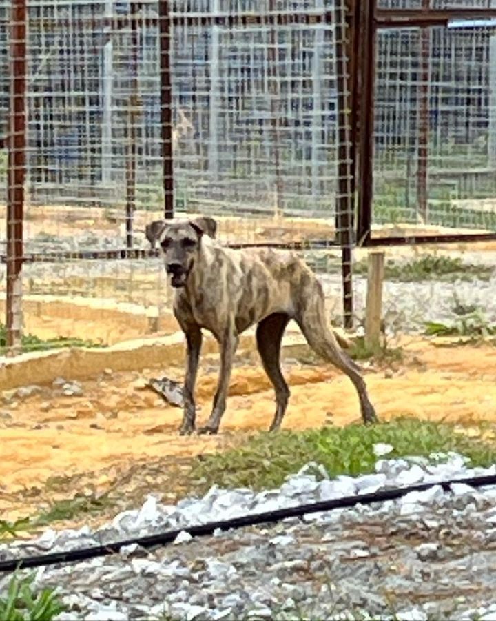 42 Lara Female 4 Years Old Brindle. Lara Is A Big ..