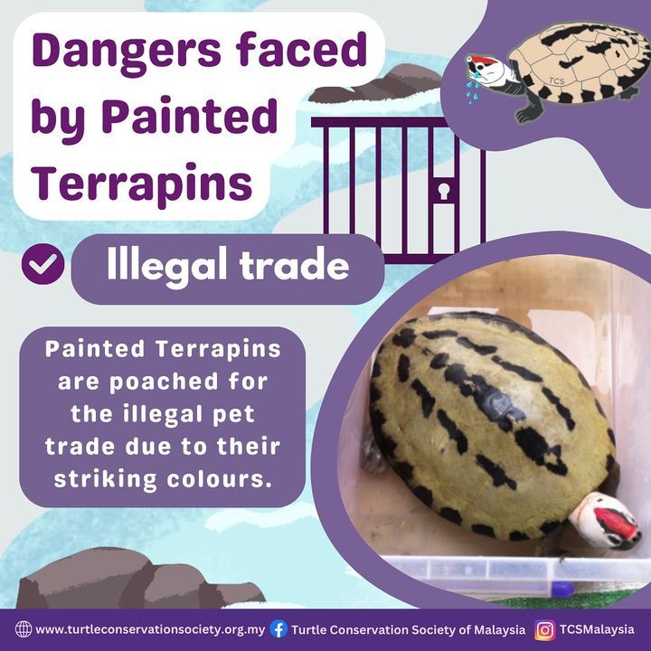 Painted Terrapins Are Targets Of Poaching, As Thei..