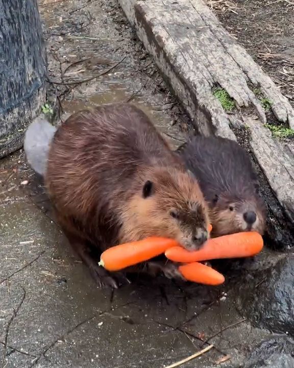 Beavers Hoarding Carrots ðŸ¥•