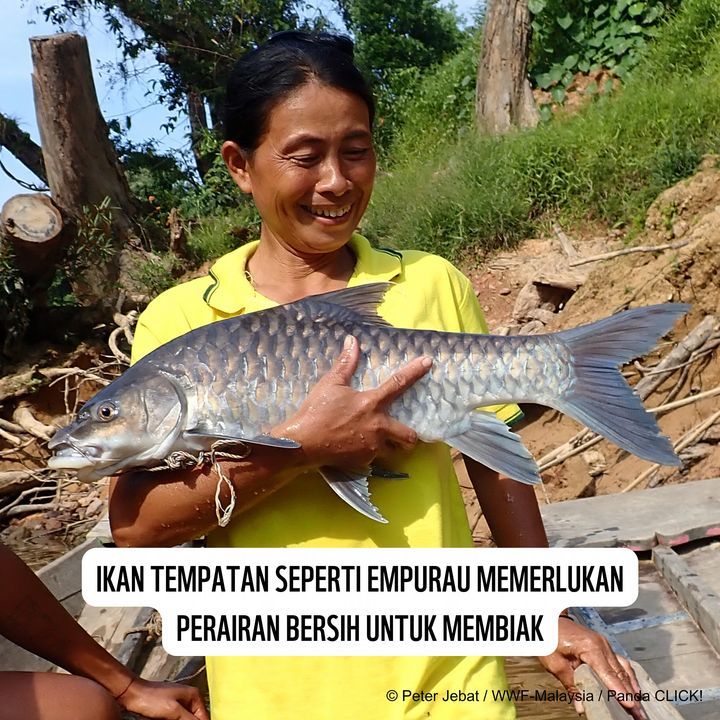 Ikan Empurau Tor Tambroides Lebih Sinonim Di Neger..