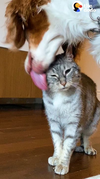 Dog Waits By Door For 2 Weeks To Meet This Cat