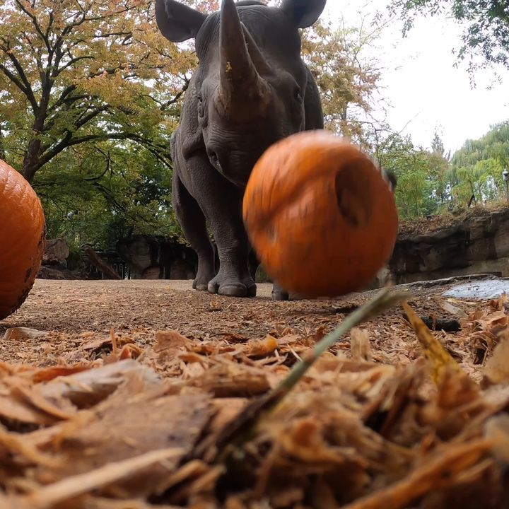 Zoo Animals Enjoy Big Pumpkins