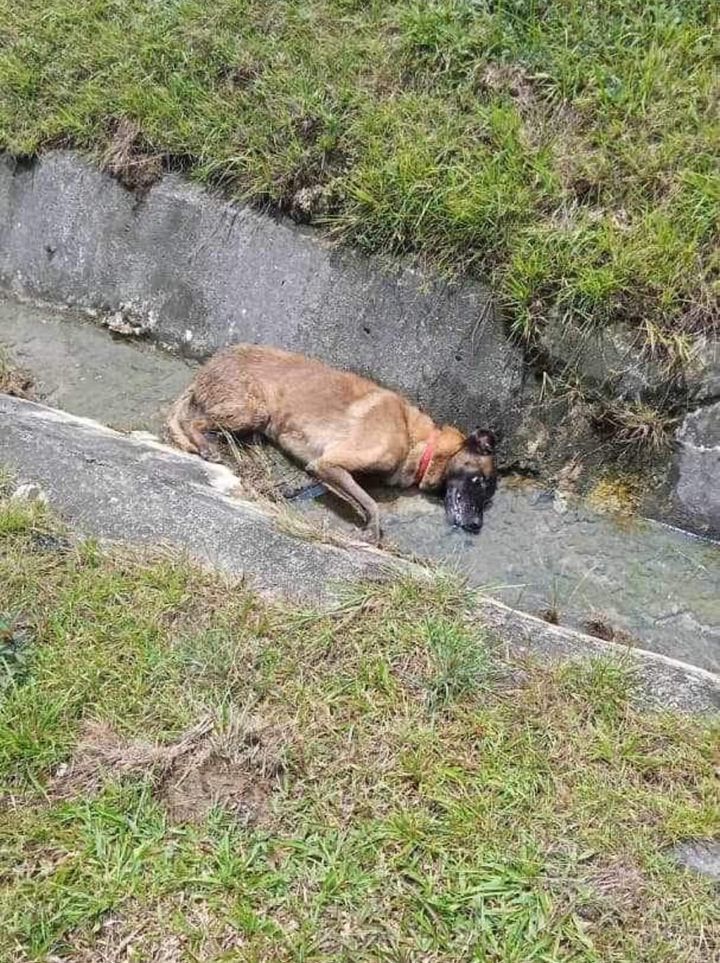 Injured Dog Near The Rr Kawasan Rehat Kundang Timu..