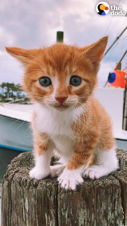 Cat Raised By Dogs Races To The Ocean To Swim