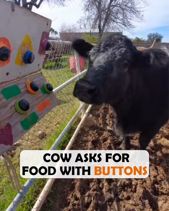 This Cow Has Moo-Tivating Munchies And Demands Food With His Buttons