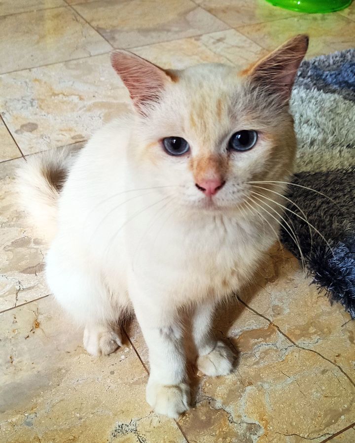 I’m Pamuk, A Sweet, Fluffy Boy Abandoned By My Old..