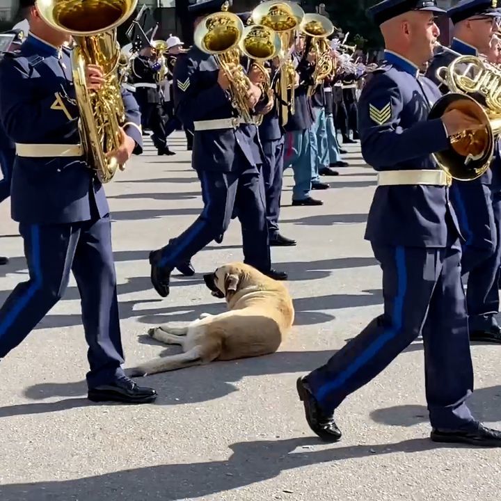 Dog Naps In The Middle Of A Noisy Army Drill! ðŸ˜´