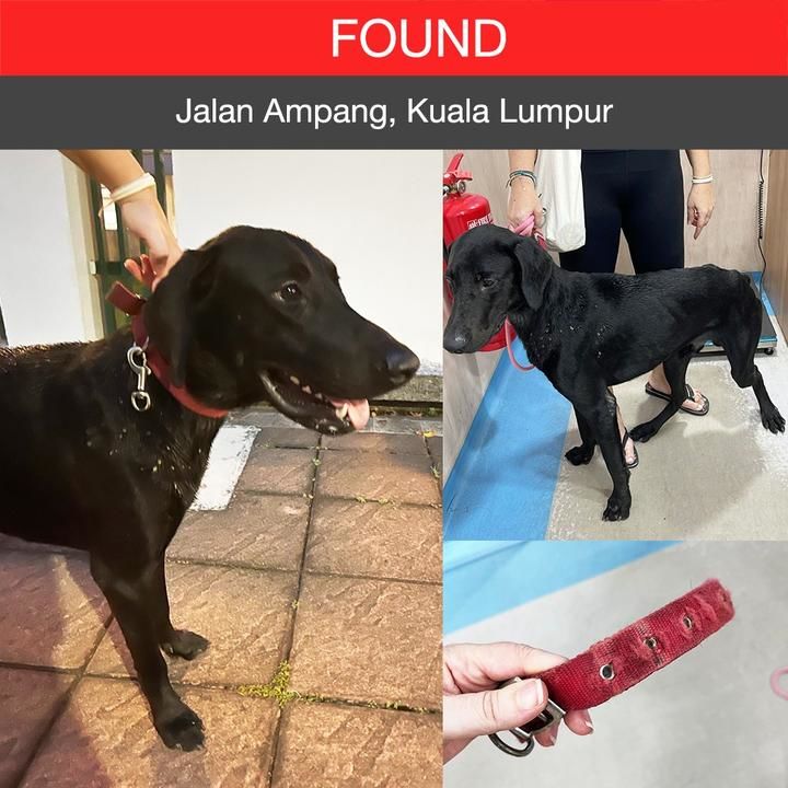 Labrador Retriever Dog Found – 1 Year, "Eclipse" From Jalan Ampang, Kuala Lumpur