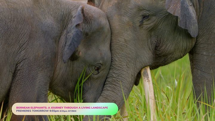 Watch ‘Bornean Elephants – A Journey Through A Living Landscape’ On Global Trekker At 9.55 Pm On 24 Oct 2023