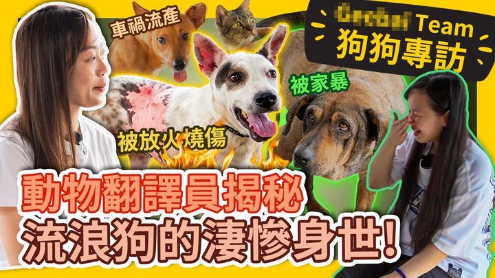 Humans Are The Worst! Interviewing The Strays. æ­ç§˜æµæµªå‹•ç‰©æ”¶å®¹æ‰€è£¡çš„ç”Ÿæ´»ã€hopeå‹•ç‰©ç¿»è­¯è¨ªè«‡ã€‘ #gbteam 109