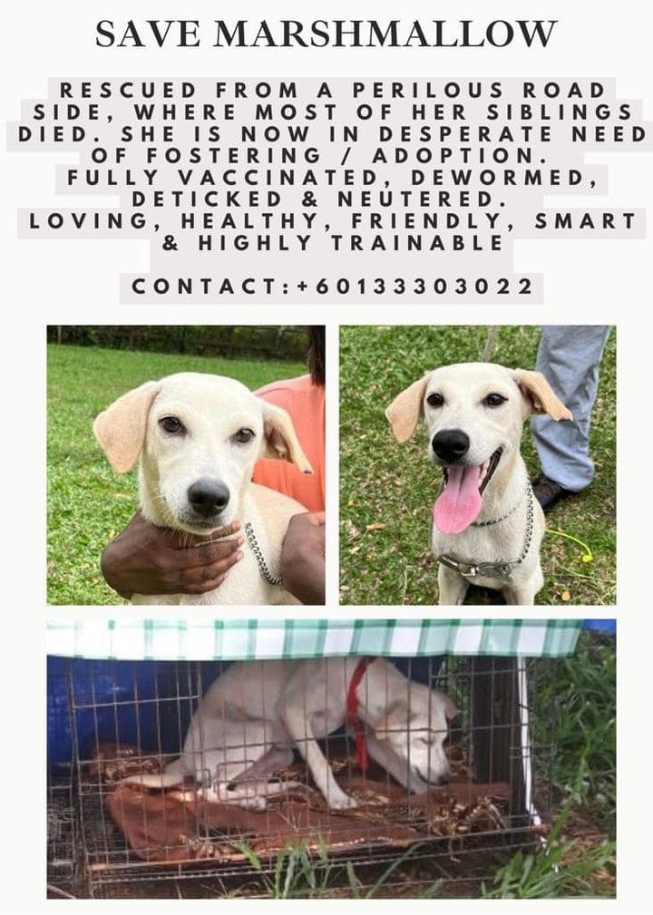 Sharing Post For Charlotte. Calling All Animal Lov..