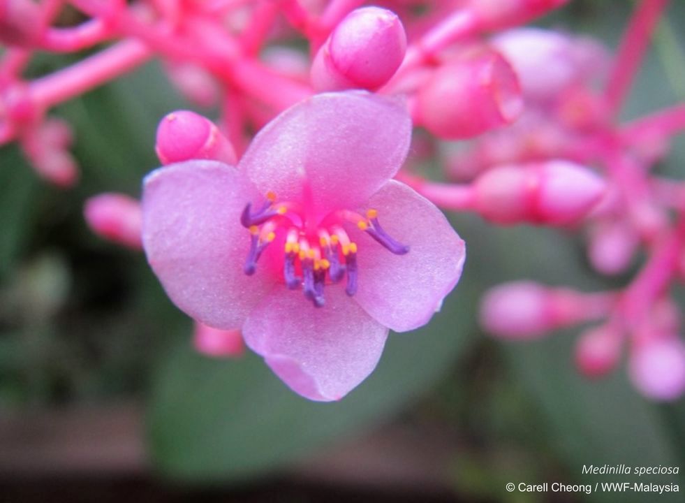 Have You Ever Strolled Past A Captivating Plant Or..