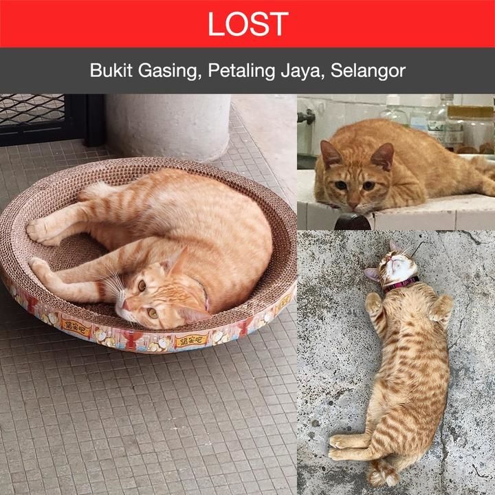 Domestic Short Hair Cat Lost – 2 Years, Wally From Bukit Gasing, Petaling Jaya, Selangor