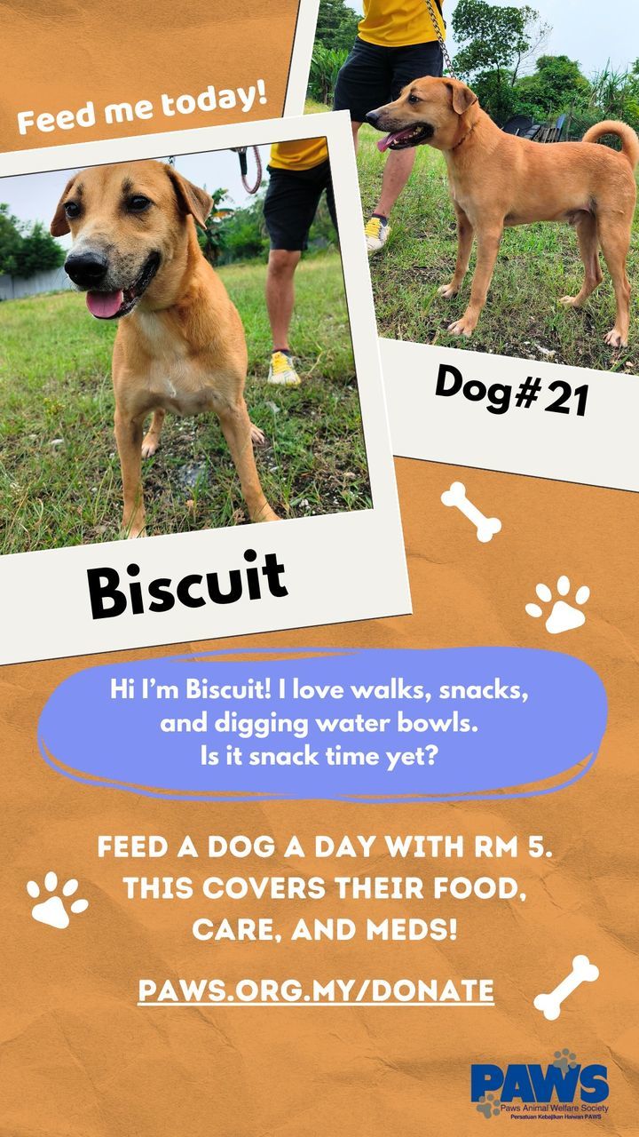 Feed A Dog A Day With Rm5! | Instagram, Facebook | Linktree