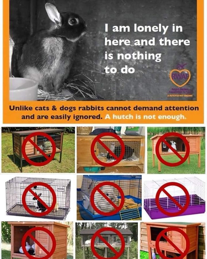 A Humane Organization Created This Image To Help P..