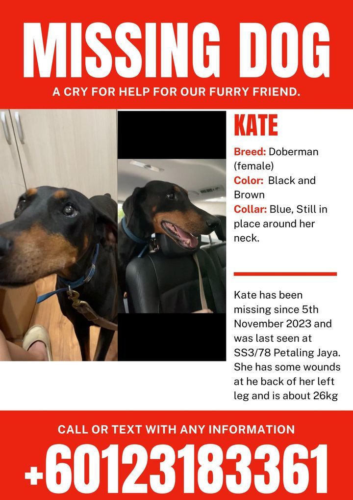 Awesome Update. Kata Is Found. Now She Is At Home…