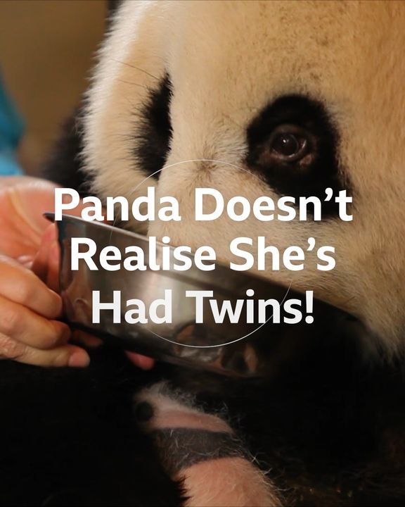 Panda Doesn’t Realise She’s Had Twins! | Natural World: Saving The Panda