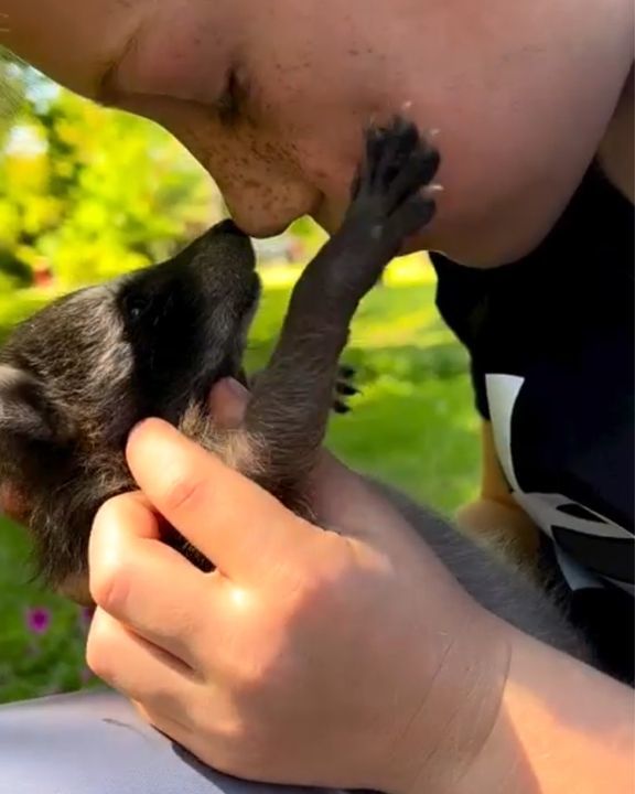 Baby Raccoon Was Left Without A Mom, Now She Has A Forever Family