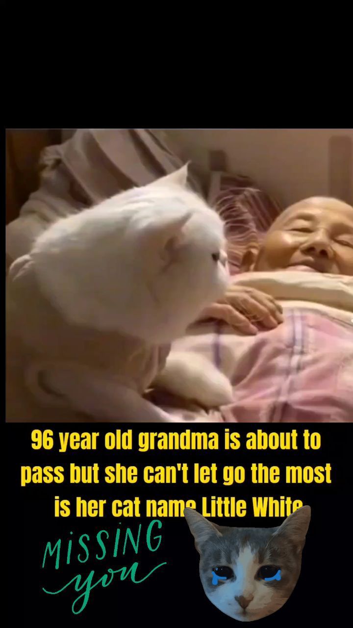 A Story Of A Loyal Cat’s Love To Its Human. She Stayed By Grandma Til The End And All Grandma Cares About Before Leaving The World Is Her Cat Named Little White. Please Watch Til The End. #foryou #cat #love #pet #bestfriend #loyalty #missingyou