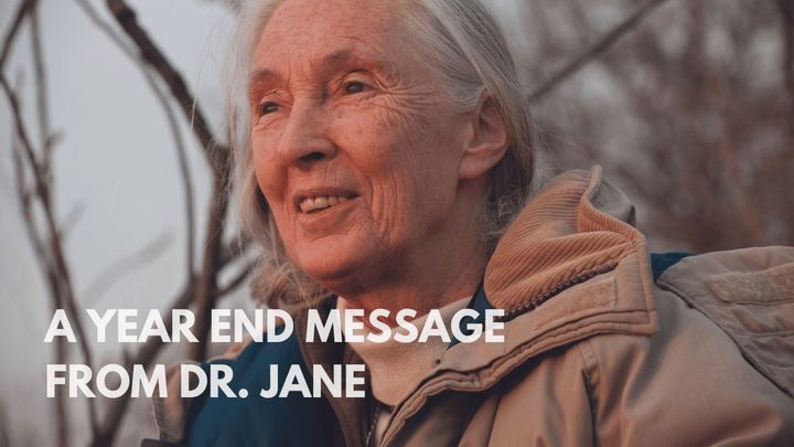 Year End Message From Dr. Jane Goodall 2023