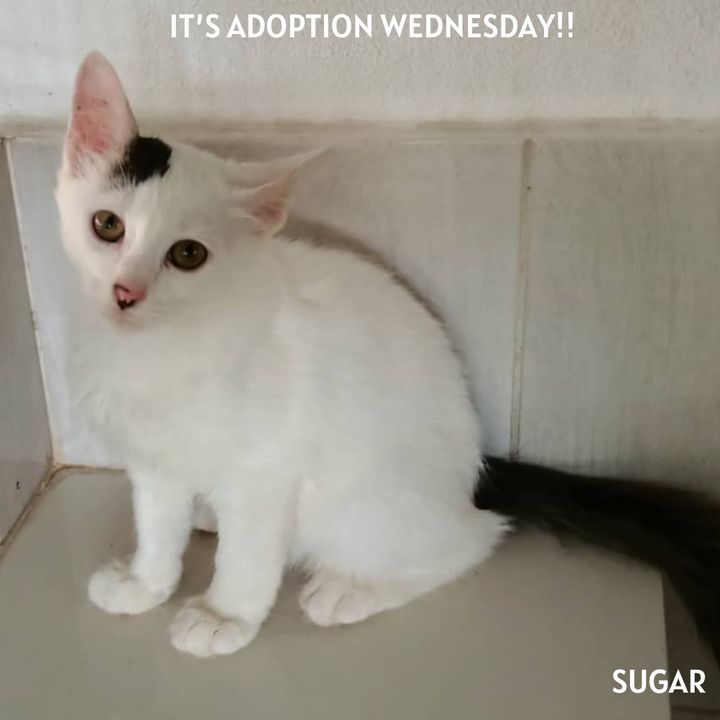 Adoption Wednesday. Names Sugar Snow Lookalikes Bu..