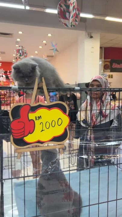 Anymallab – Animal Malaysia Cat Adoption Fiesta 20..