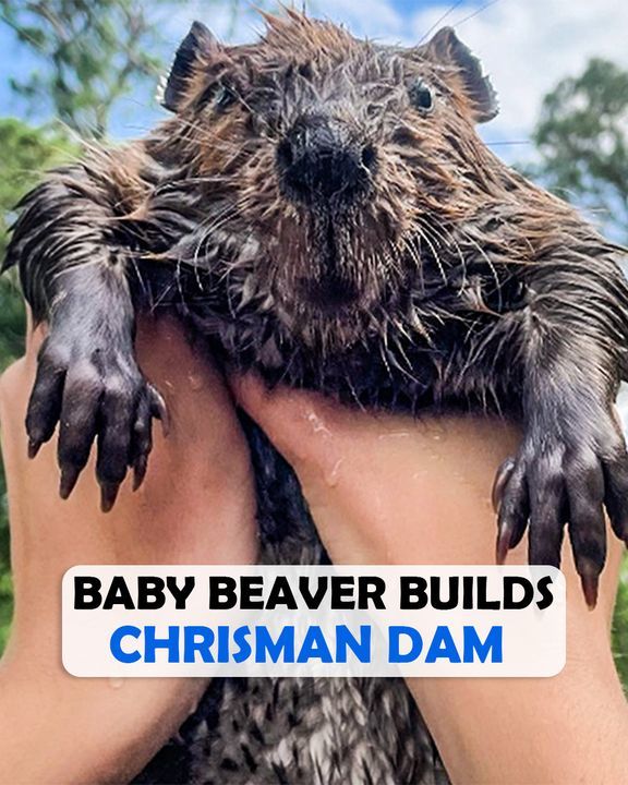 Baby Beaver Found Floating Alone, Now Builds Christmas Dams In Forever Home