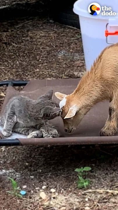 Stray Kitten Walks Into A Farm And Decides To Move In With A Couple Of Twin Goats