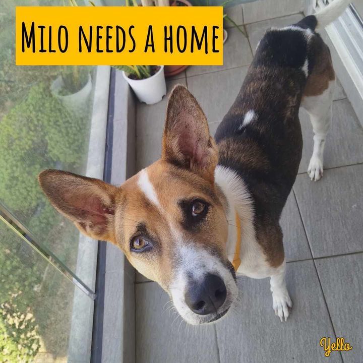 Milo Needs A Forever Home Before 1 February. Milo ..